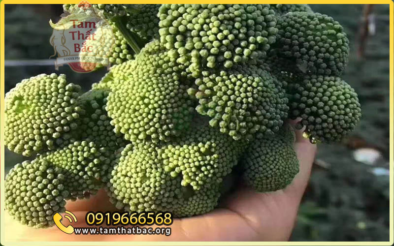 Hoa tam thất tươi