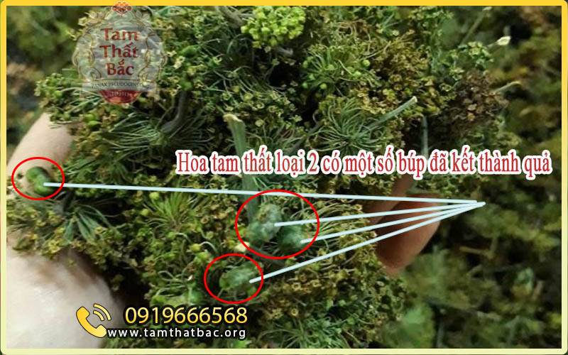 hoa tam thất loại 2